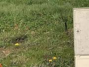 Challans 85300 Programme neuf terrain neuf à vendre