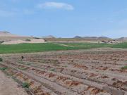 CHANCAY Venta de hectareas de terrenos industriales y...