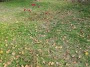 Chauvé 44320 Programme neuf terrain neuf à vendre