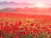 Chenonceaux 37150 Programme neuf terrain neuf à vendre