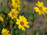 Cheyenne WY 82009 LS95530467