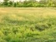 Cholet 49300 Programme neuf terrain neuf à vendre