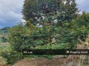 出售3.2 ekar永久地契 猫山王 5至9年树 106棵 黑刺 5至9年树 22棵 猫山王4 至3年树4 棵...