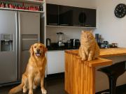 Cobertura para venda em Jardim Londrina em São Paulo São...