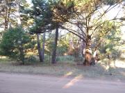 Codigo 1481 Lote en Carilo Zorzal e/Rey del Bosque y...