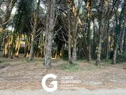 CODIGO 565 Martin Pescador e/ Avellano y Araucaria