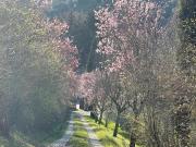 Colonica in vendita a San Casciano in Val di Pesa 300 mq...