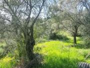 com ruína em S. tolomeu de Messines, Silves, zimbreira