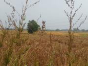 Commercial Land 1089 Sq.Ft. In Jasai Navi Mumbai