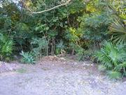 Commercial Lot Ejido