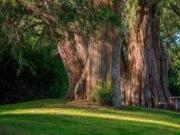 Compra Terreno en Edén Los Sabinos