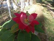 Condomínio com 4 quartos à venda em Capoavinha SP