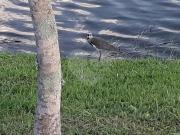 Condomínio com 4 quartos à venda em Vale Das Laranjeiras SP