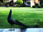 Condominio El Polo de las Mercedes Requinoa