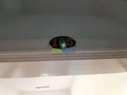 Conj. Comercial / Sala para Locação em Araçatuba/SP...