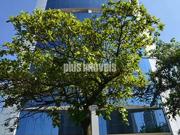 Conj. Comercial / Sala para Locação em São Paulo/SP...