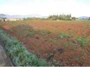 Conjunto de parcelas en suelo rústico común en Muro