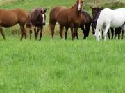 Contrexéville 88140 Achat / Vente maison 4 pièces t4...