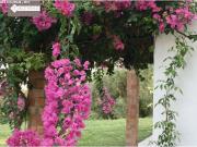 CORTIJO ANDALUZ CON COMODIDADES DE LUJO UN OASIS CERCA...