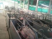 Cortijo de alto standing de 108800 m2 en venta...