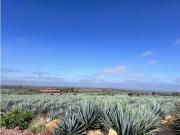 Cortijo de alto standing de 1758000 m2 en venta San...