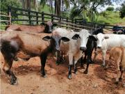 Cortijo de alto standing de 2530000 m2 en venta Puerto...