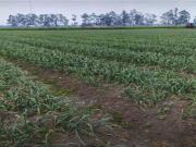 Cortijo de alto standing de 600000 m2 en venta Mosquera,...