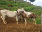 Cortijo de alto standing en venta Cali, Departamento del...