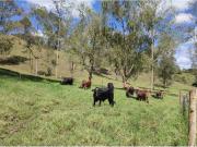 Cortijo de alto standing en venta Carmen de Viboral,...