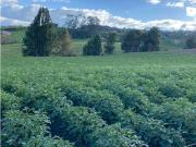 Cortijo de alto standing en venta Pasto, Departamento de...