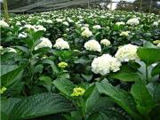 Cortijo de alto standing en venta Pereira, Colombia