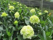 Cortijo de alto standing en venta Pereira, Colombia