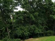 Crestview Ave, Cincinnati, Plot For Sale