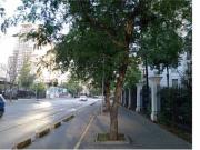 CURICO / CARMEN CURICO / CARMEN