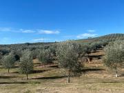 De la Tierra a la Botella: Tu Finca de Olivar con...
