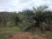 De oportunidad! regalo palma africana de 40 hectareas