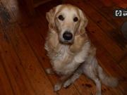 Decorated room in 5 bedroom apartment in Churchtown, Dublin