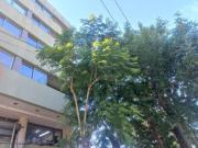 Departamento Boulevard 82 e/ 35 y 36 1er al frente