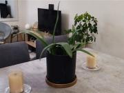 Departamento en Arriendo en Las Acacias / Vespucio /...