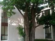 Departamento en renta en Garcia Gineres, Mérida, Yucatán