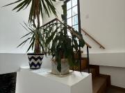 Departamento en renta en Lomas de Chapultepec, Miguel...