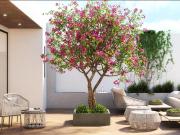 Departamento en venta en Polanco IV Sección, Miguel...