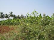 Developed Land in Coimbatore, Tamil Nadu, Ref# 750967
