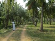 Developed Land in Coimbatore, Tamil Nadu, Ref# 813362