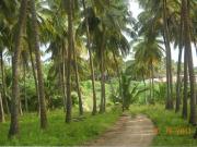 Developed Land in Coimbatore, Tamil Nadu, Ref# 838277