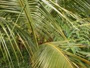 Developed Land in Madurai, Tamil Nadu, Ref# 602057