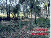 Developed Land in Palakkad, Kerala, Ref# 1414722