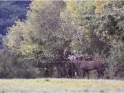 Domaine de Chasse et d'Agrément de 215 hectares en...