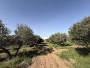 Domaine Olivier d'Exception à Route de l'Ourika