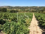 Domaine viticole de 40 hectares